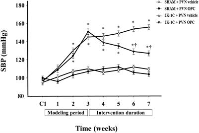 Paraventricular Nucleus Infusion of Oligomeric Proantho Cyanidins Improves Renovascular Hypertension